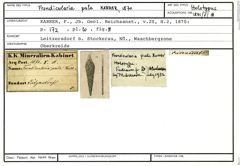 Karteikarte zum Holotyp von Frondicularia pala Karrer, 1870